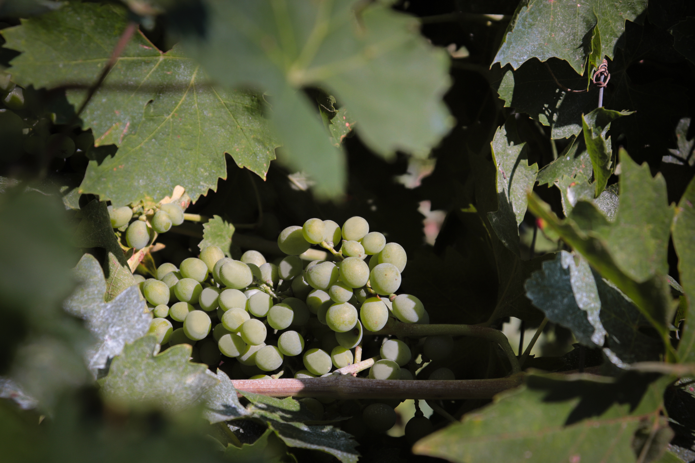 Blu Vele entra nella Strada del Vino Valpolicella